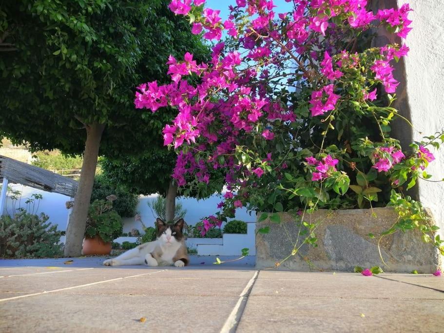 Casa Jardin. Vivienda Rural En Zona Tranquila. Villa Lucainena de las Torres Dış mekan fotoğraf