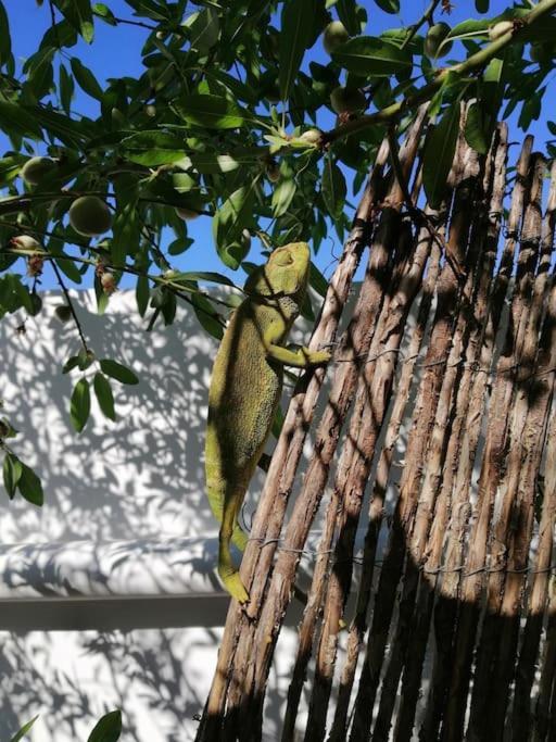 Casa Jardin. Vivienda Rural En Zona Tranquila. Villa Lucainena de las Torres Dış mekan fotoğraf