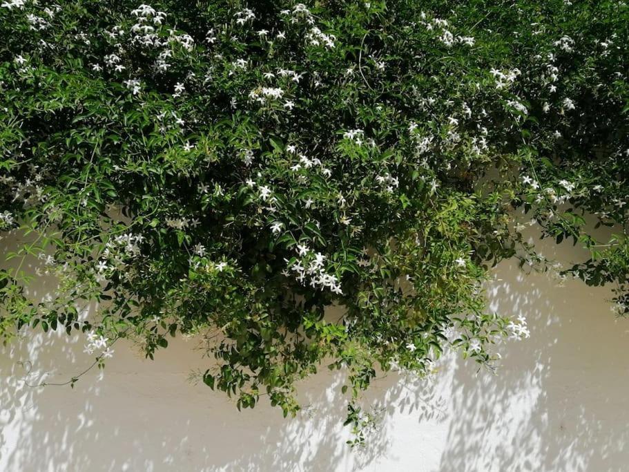 Casa Jardin. Vivienda Rural En Zona Tranquila. Villa Lucainena de las Torres Dış mekan fotoğraf