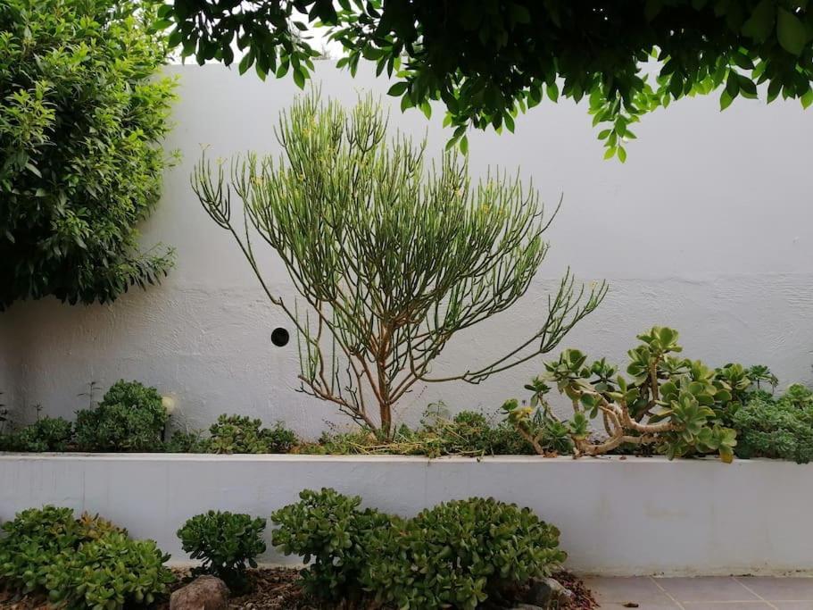 Casa Jardin. Vivienda Rural En Zona Tranquila. Villa Lucainena de las Torres Dış mekan fotoğraf